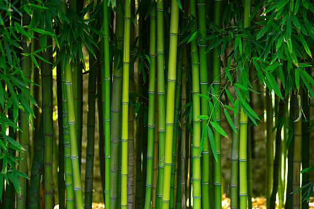 bamboo forest green bamboo stem in a japanese garden bamboo plant photos stock pictures, royalty-free photos & images