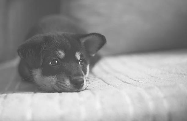 istock sad shiba inu on bed, black and white, low contrast 534457328