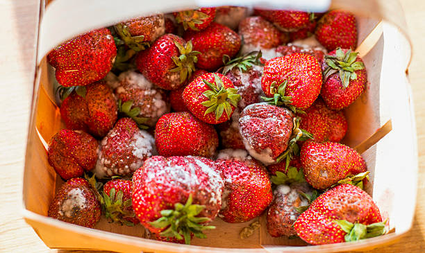 Canastilla de de nada fresas - foto de stock