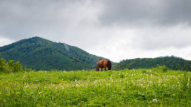 istock Carpathian mountains, before rain. horse grazing in the meadow. 534460138