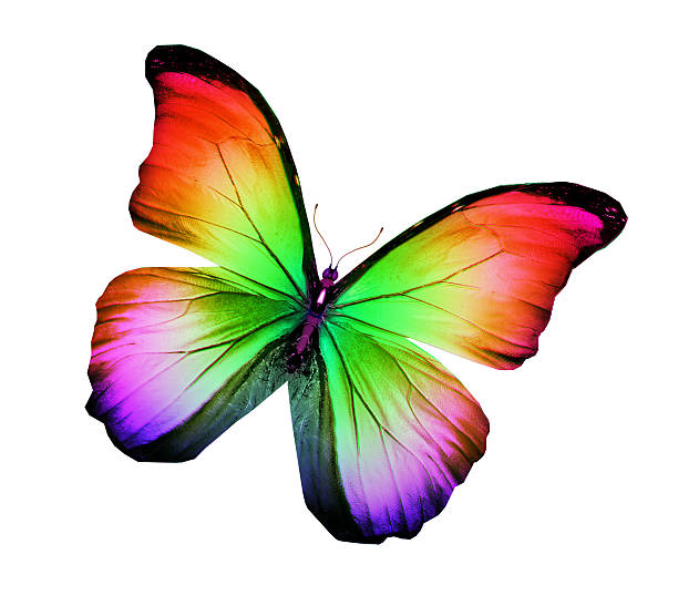 istock Color butterfly , isolated on white 534471163