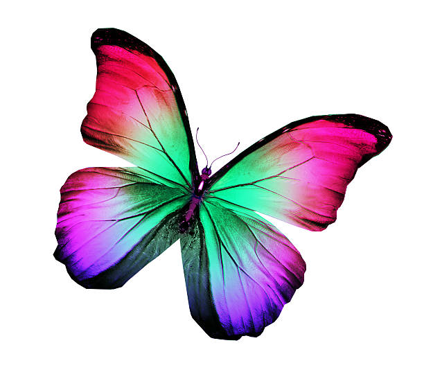 istock Color butterfly , isolated on white 534471171