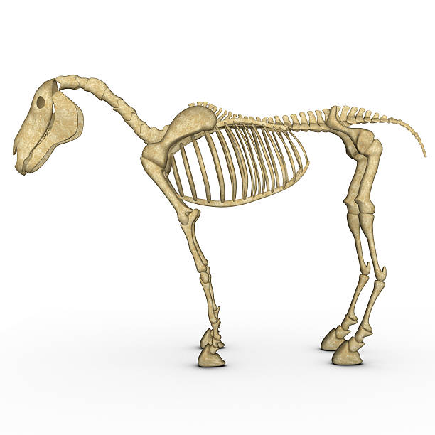 лошадь скелет - horse animal skeleton anatomy animal стоковые фото и изображения