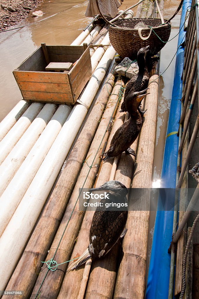 cormorant birds on a bamboo raft guangxi china 2015 Stock Photo