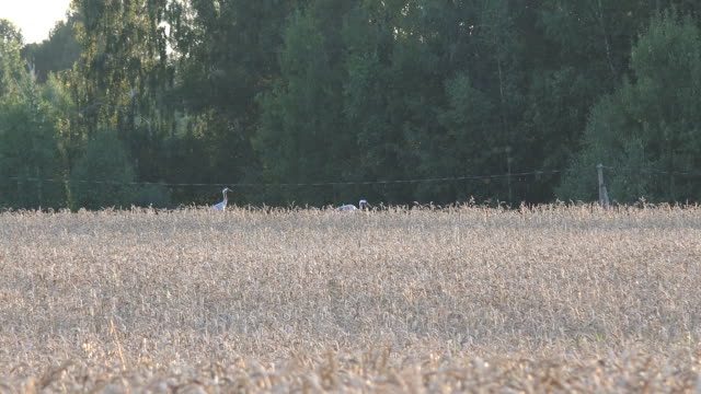 Couple of common crane birds in rural wheat field