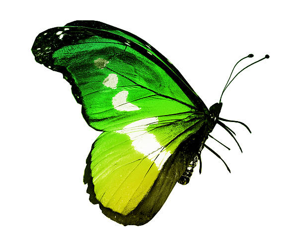 istock Green yellow butterfly , isolated on white 534474011