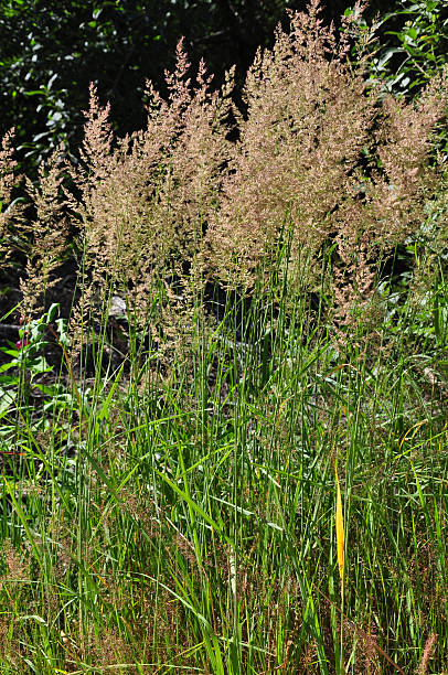 roxo reedgrass (calamagrostis arundinacea) - reedgrass - fotografias e filmes do acervo