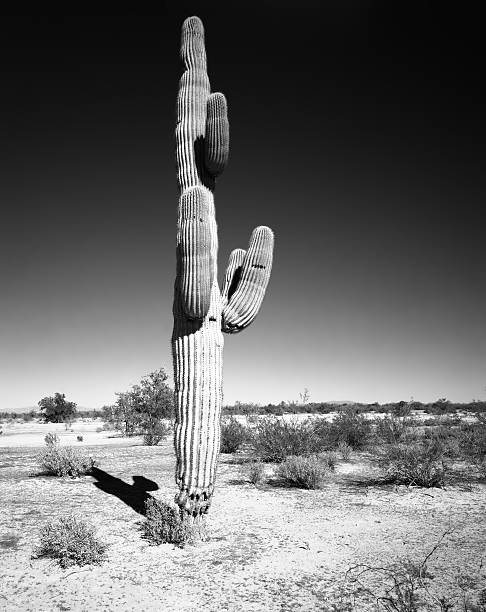 istock Saguaro Cactus cereus giganteus 534474425