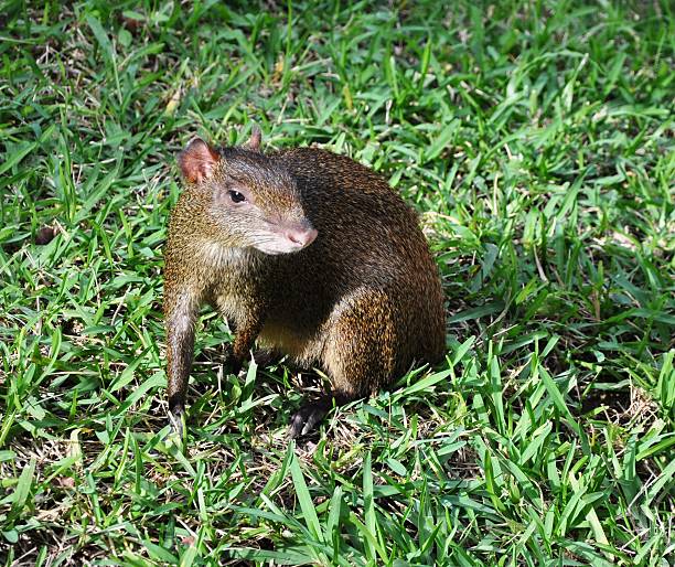 agouti tra un erba. - agouti foto e immagini stock