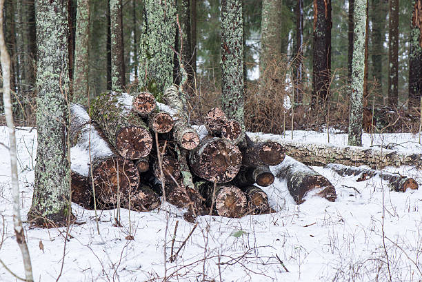 istock old tree trunk with green moss and bark 534475081