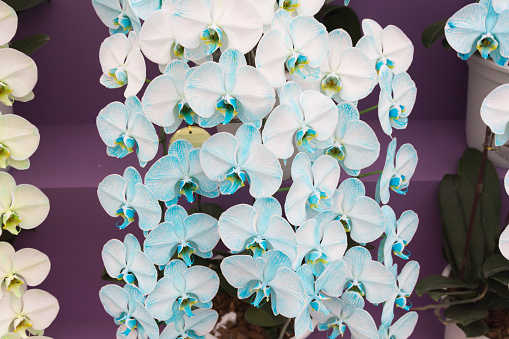 Soft focus photo Queen orchids.