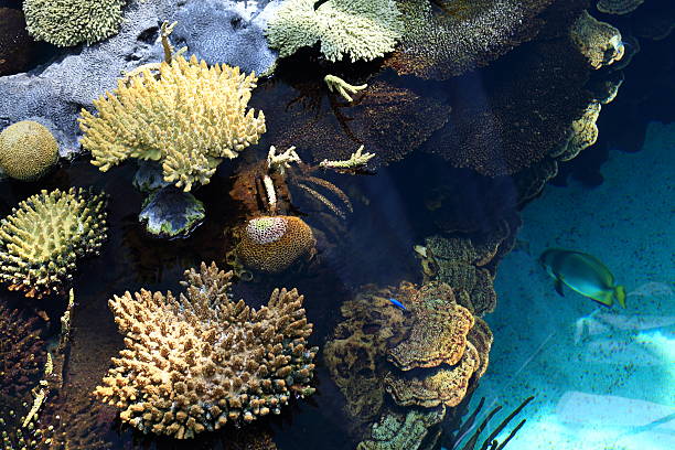 Coral Coral in Oceanarium oceanário de lisboa stock pictures, royalty-free photos & images
