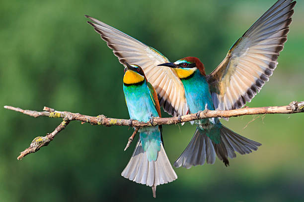 istock colorful bird with straightened wings 534475494