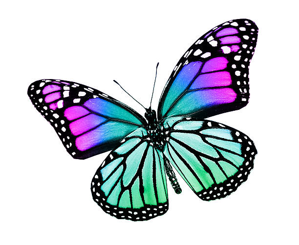 istock Color butterfly , isolated on white 534475793