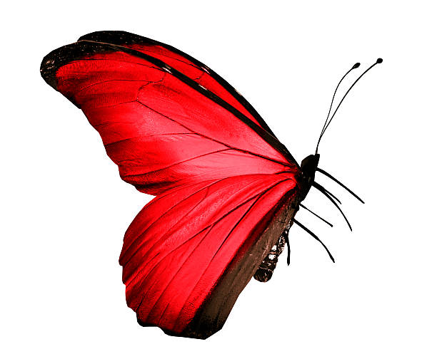 istock Color butterfly , isolated on white 534475803