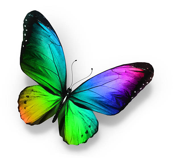 istock Color butterfly , isolated on white 534475831