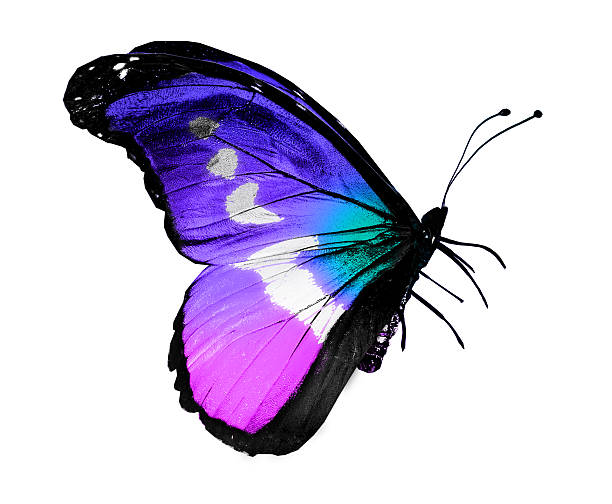istock Color butterfly , isolated on white 534475841