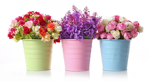 istock beautiful flower disc & flowers 534475923