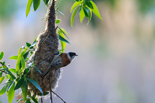 Eurasian penduline tit near nest,woven nest, wonderful nature, unusual nest