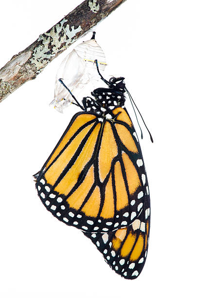 Emerging monarch butterfly Monarch butterfly, Danaus plexippus, photographed in a field studio while emerging from a cocoon  pupa stock pictures, royalty-free photos & images