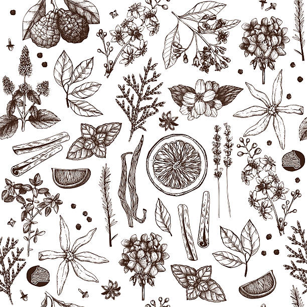ilustraciones, imágenes clip art, dibujos animados e iconos de stock de perfumería ingredientes fondo vintage - herbal medicine illustrations