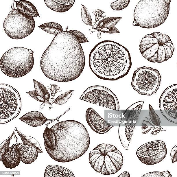 Vintage Citrus Background Stock Illustration - Download Image Now - Orange - Fruit, Fruit, Grapefruit