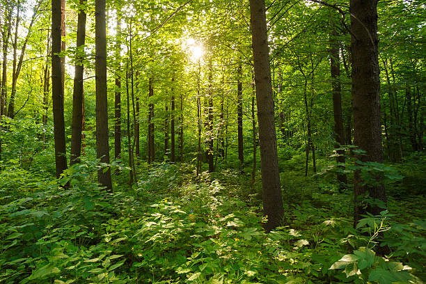 istock Spring Summer Sun Shining Through Canopy  Tall Green Trees Woods 534479038