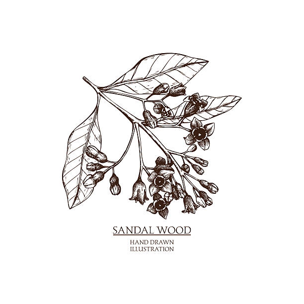 Vector hand drawn illustration of Sandalwood. Vintage Perfumery and cosmetics materials sketch. sandalwood stock illustrations