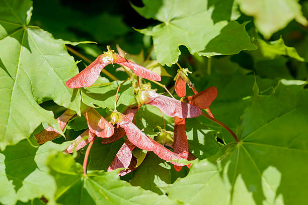 acer circinatum samara - maple keys seed maple tree red stock-fotos und bilder