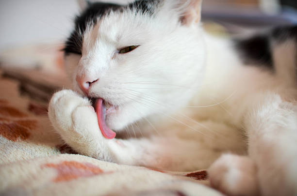 istock Cute black and white cat, indoor photo 534479484
