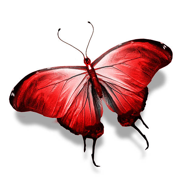 istock Red butterfly , isolated on white 534479723