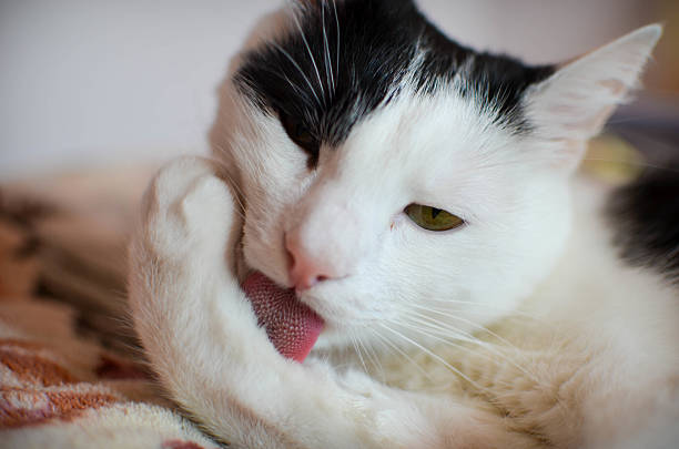 istock Cute black and white cat, indoor photo 534479862