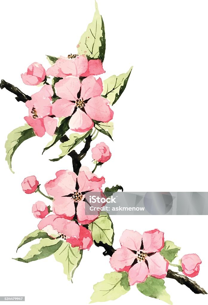 Spring blossom Traced watercolor drawing of spring blossom. Apple Blossom stock vector