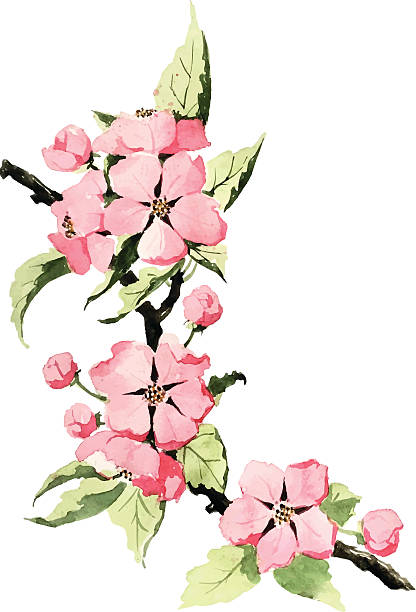 Spring blossom Traced watercolor drawing of spring blossom. apple blossom stock illustrations