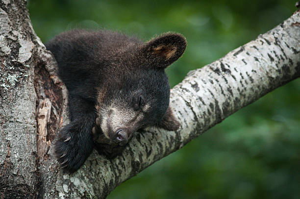 istock Black bear cub, ursus americana 534480007