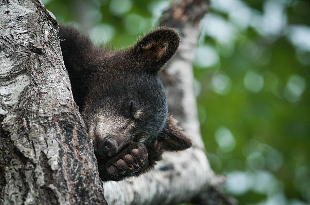 istock Black bear cub, ursus americana 534480011