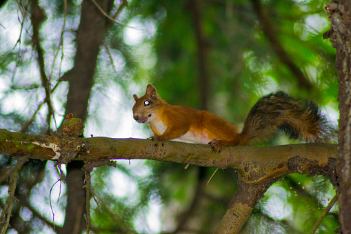 squirrel  red  animals  animal rodent  pets