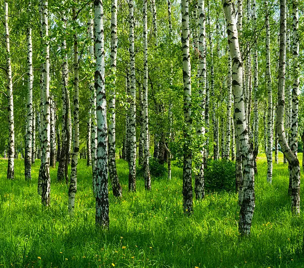 spring white birch grove and green grass