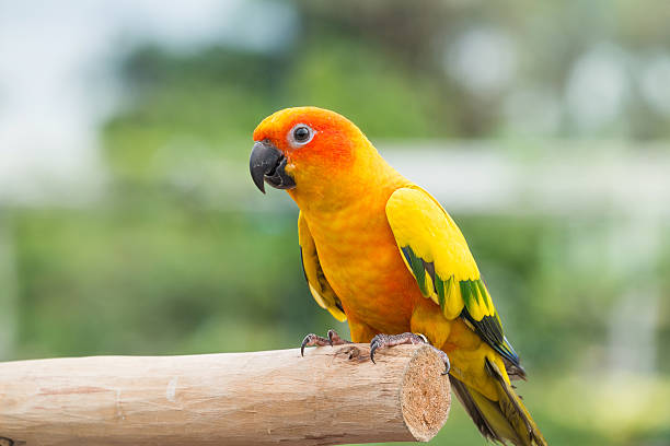 istock Lovely Sun Conure Parrot on the perch 534480381