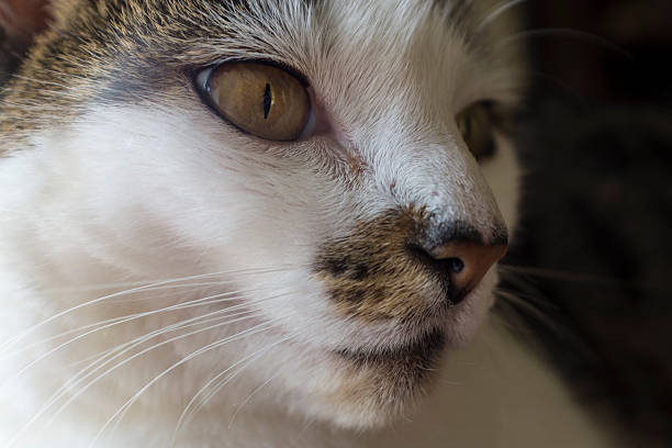 istock Portrait Of A Cat 534480398