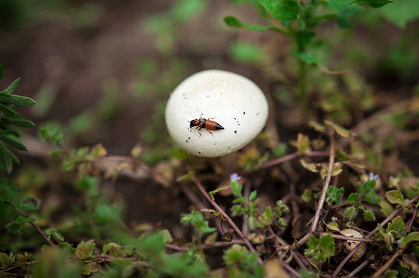 white mushroom, insect, blur background, bugs, greenery, grass, isolated, single, one