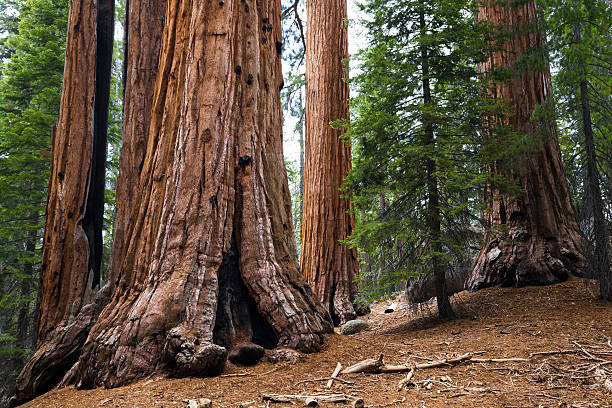 istock Giant Sequoia Trees, Sequoia National Park 534480601