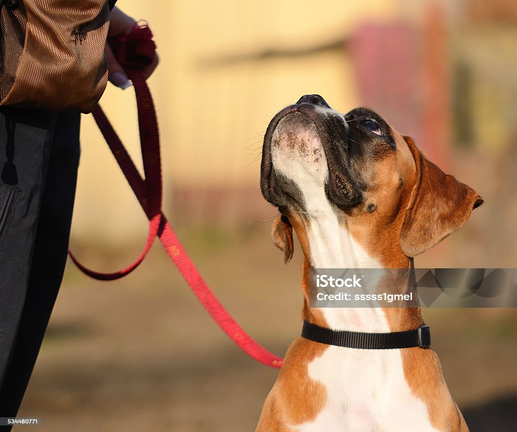 Boxer dog Boxer dog in the park, portrait 2015 Stock Photo