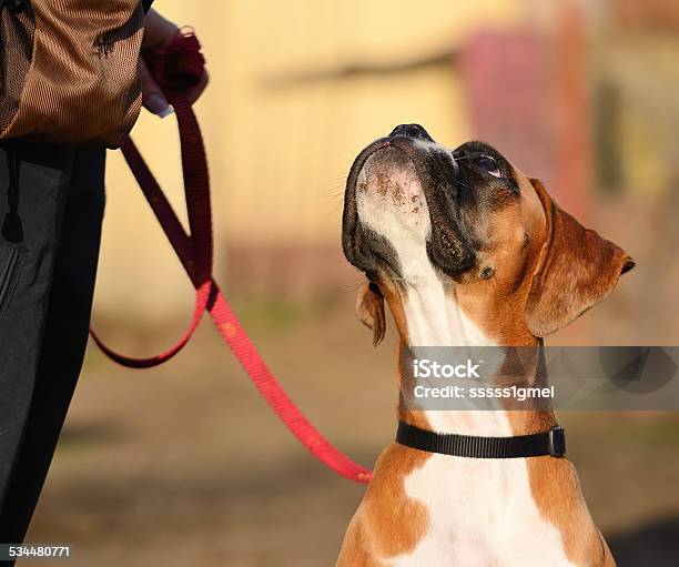 Boxer Dog Stock Photo - Download Image Now - 2015, Animal, Animal Hair