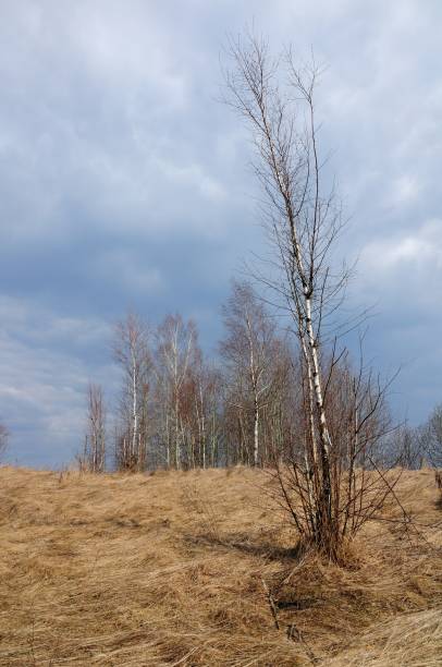 istock young birch without leaves at the beginning of spring 534480894