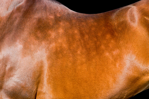 Horseback isolated, animal body part close up on black