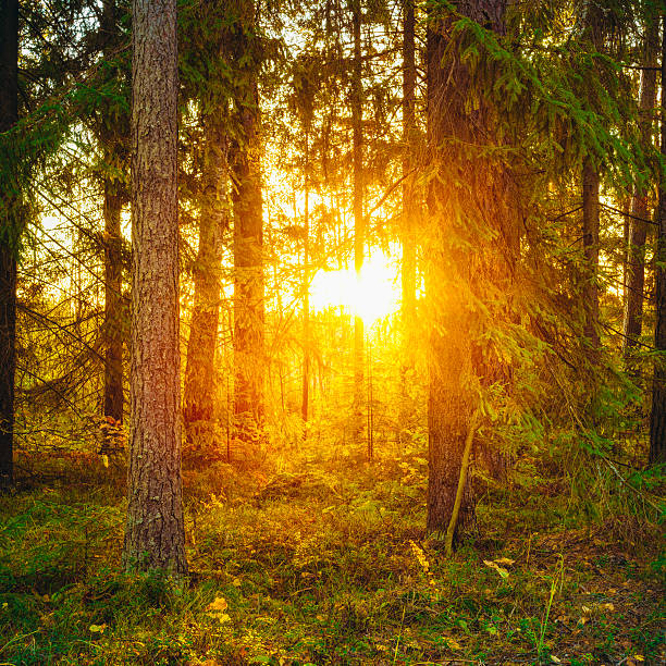 Sun shining through woods. Sunset Sunrise in Autumn Forest.