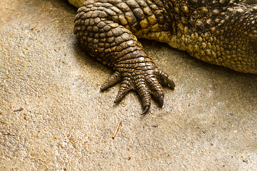 foot crocodile