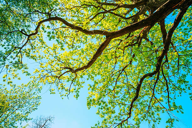 Canopy Of Tall Growing Oak Tree with Fresh Foliage in Spring Summer. Deciduous Forest, Summer Nature, Sunny Day. Upper Branches Of Tree. Low Angle View. Woods Background.