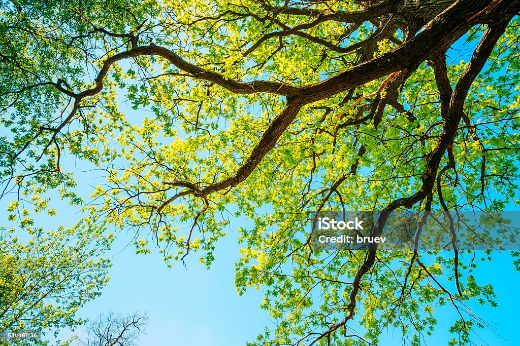 Canopy Of Tall Oak Tree with Fresh Foliage. Spring Summer. Canopy Of Tall Growing Oak Tree with Fresh Foliage in Spring Summer. Deciduous Forest, Summer Nature, Sunny Day. Upper Branches Of Tree. Low Angle View. Woods Background. Beauty In Nature Stock Photo